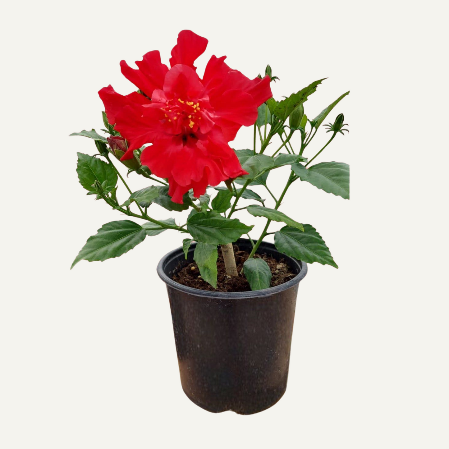 Hibiscus Rosu Batut