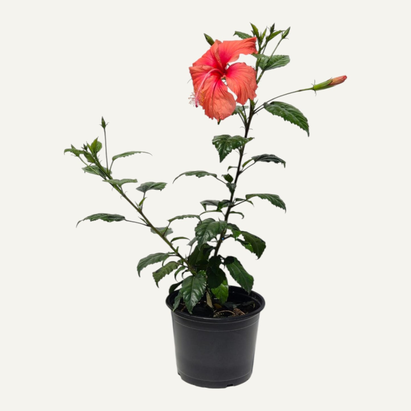 Hibiscus Dainty Pink