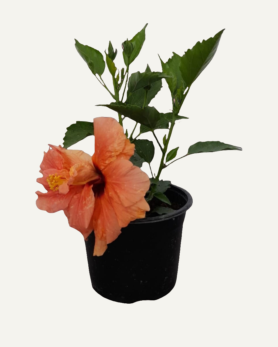 Hibiscus Portocaliu Batut