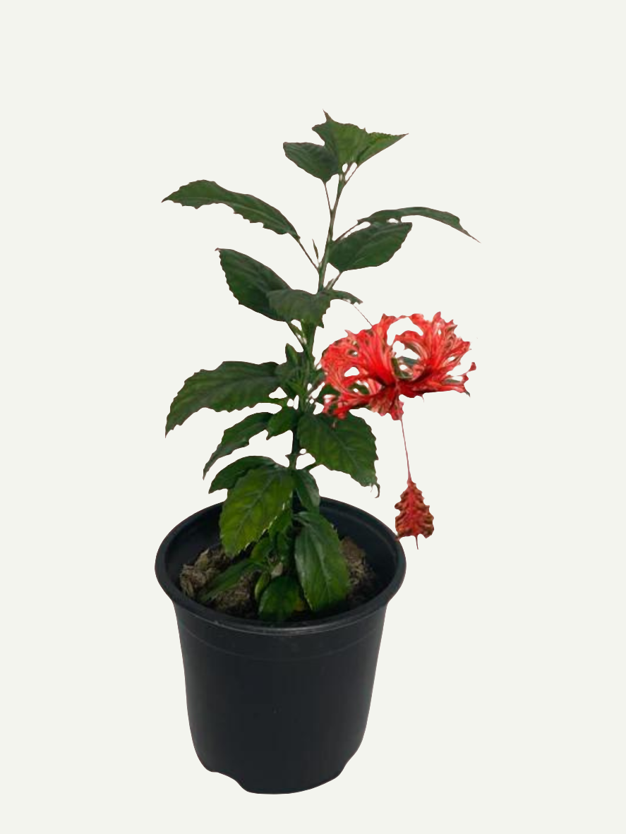 Hibiscus Schizopetalus
