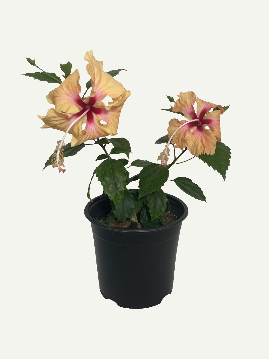 Hibiscus Dainty Cream