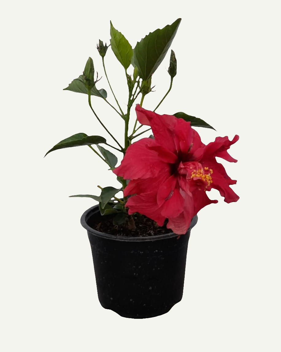 Hibiscus Ciclam Batut