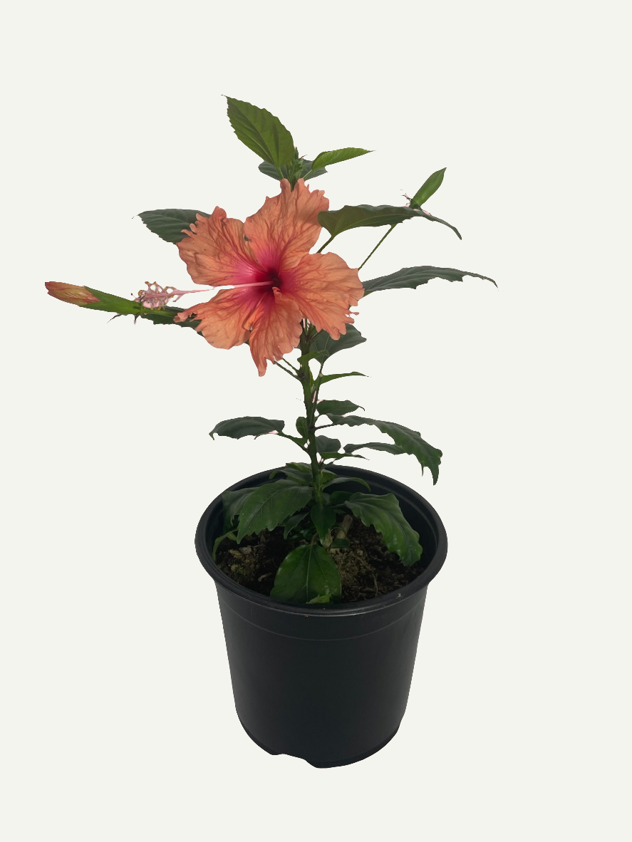 Hibiscus Dainty Pink