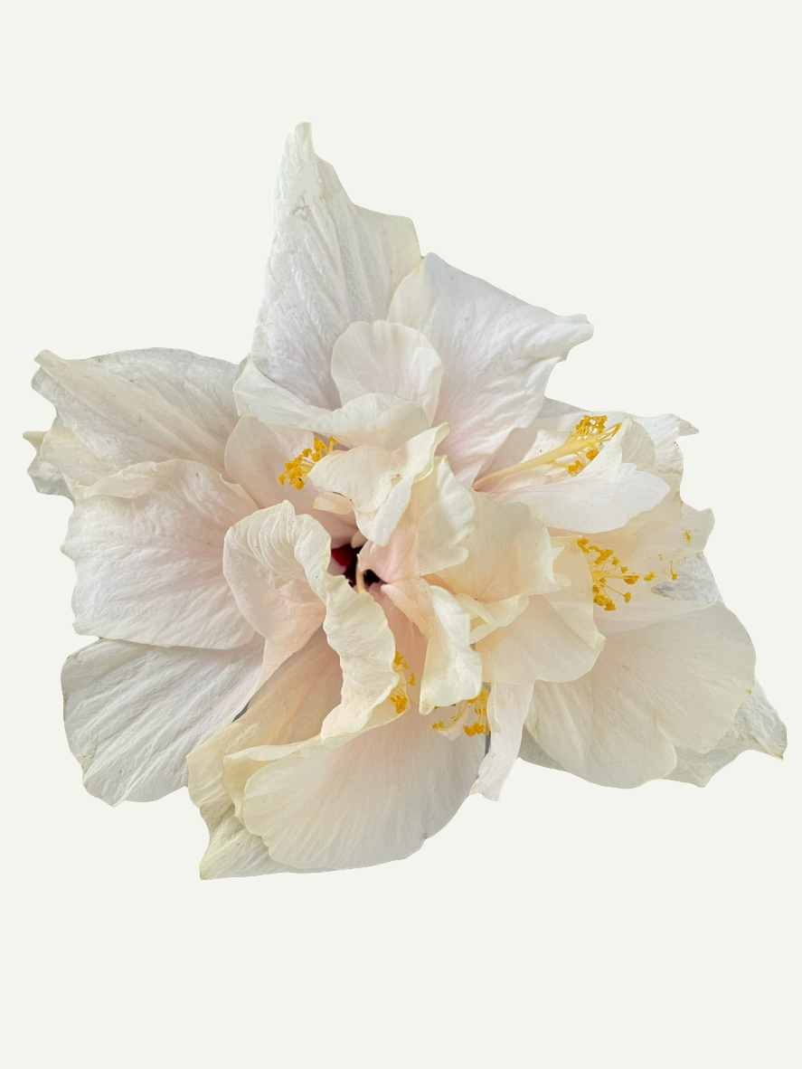 Hibiscus Alb Batut