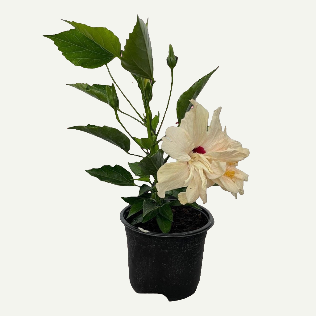 Hibiscus Alb Batut