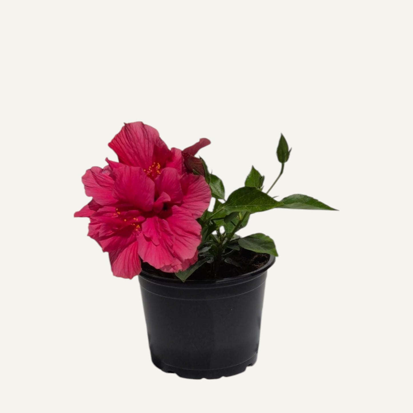 Hibiscus Ciclam Batut