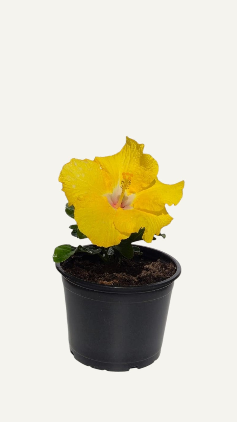 Hibiscus tropical galben