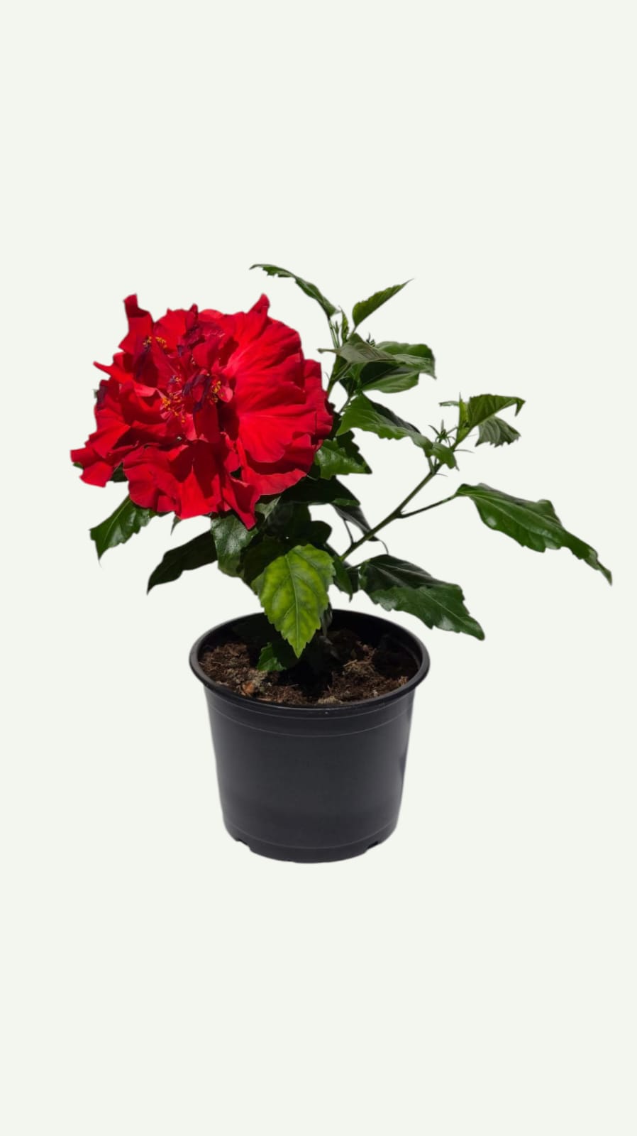Hibiscus Rosu Batut