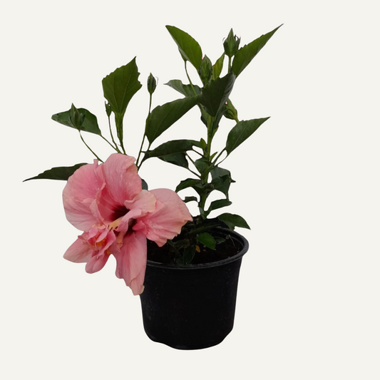 Hibiscus Roz Batut