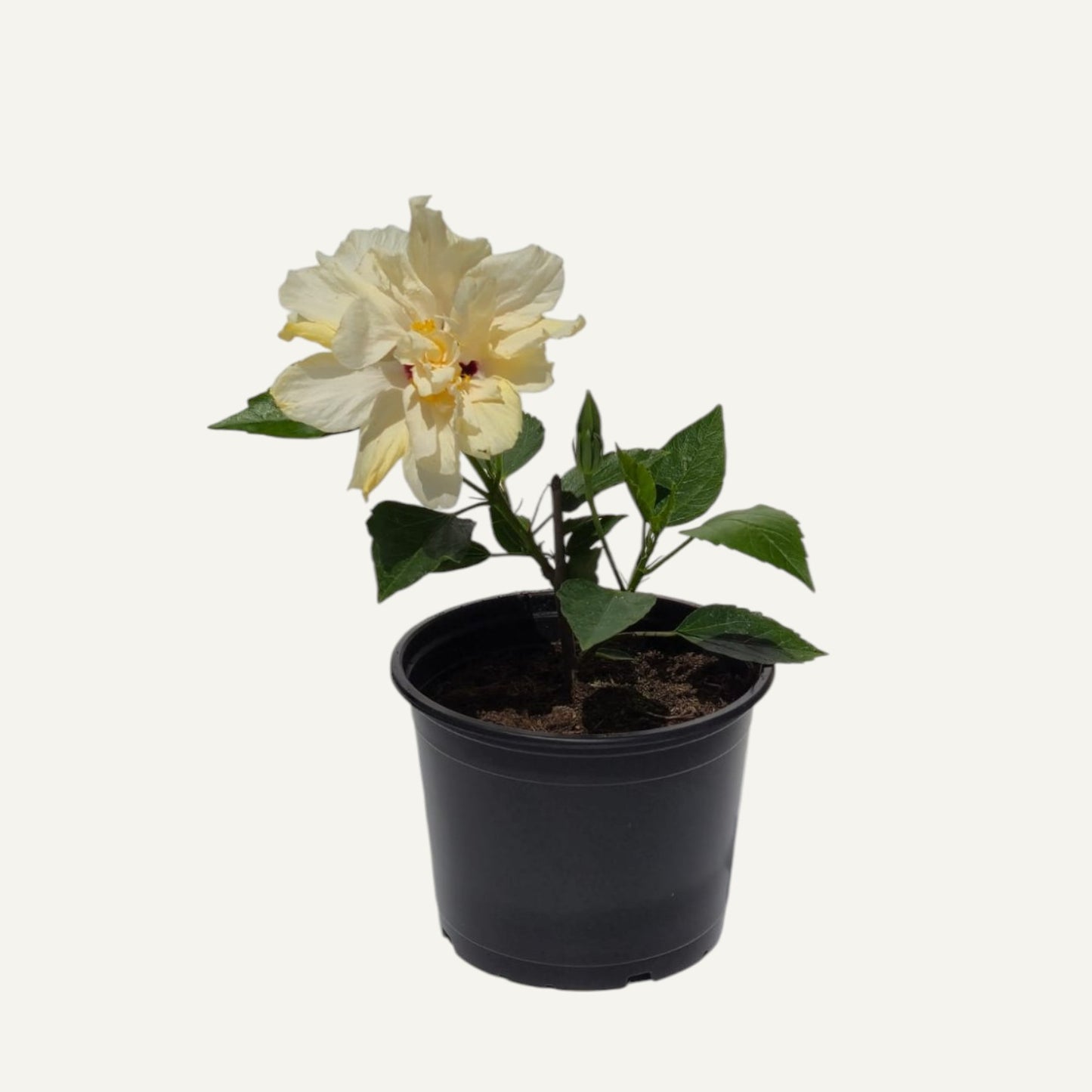 Hibiscus Alb Batut