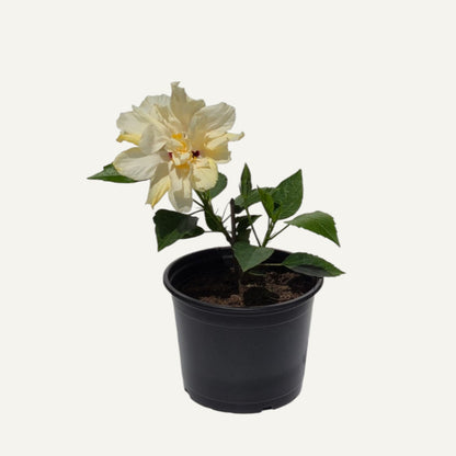 Hibiscus Alb Batut