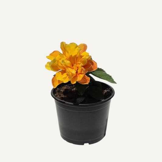 Hibiscus Galben Batut