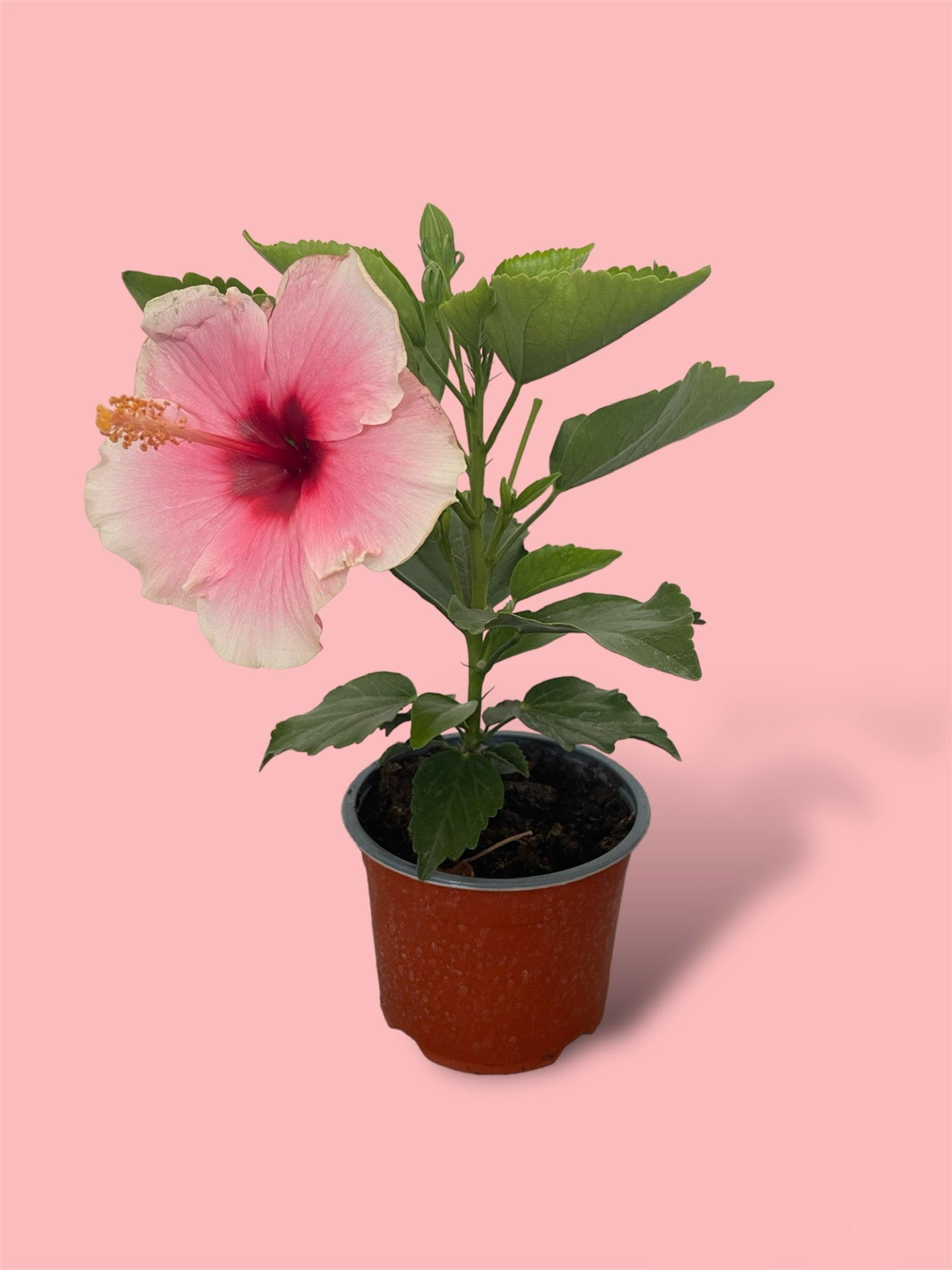 MYHIBISCUS.RO