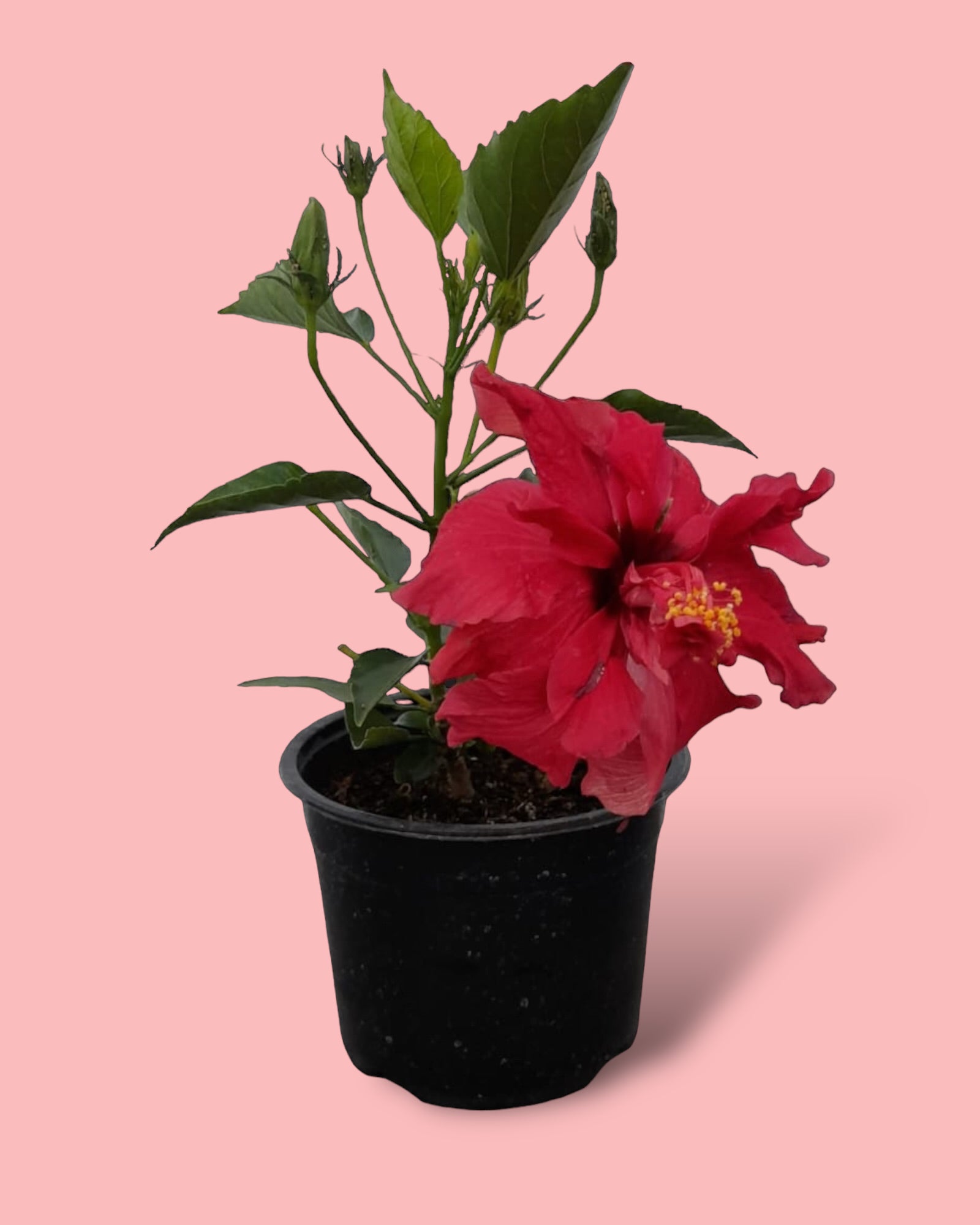 MYHIBISCUS.RO