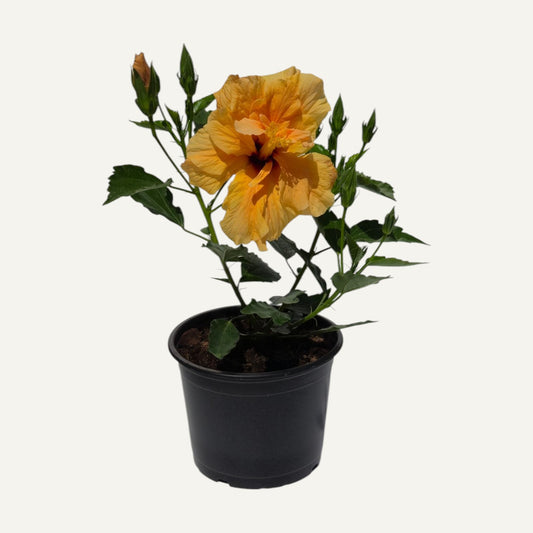 Hibiscus Portocaliu Batut