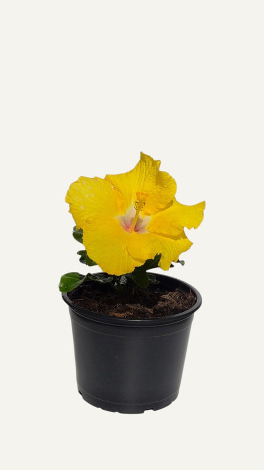 Hibiscus tropical galben