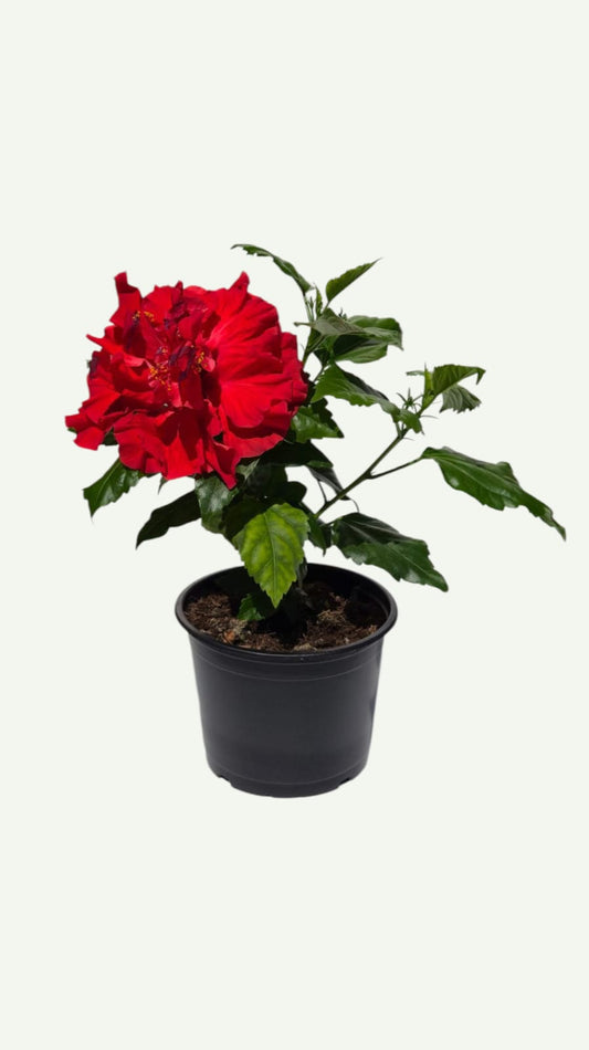 Hibiscus Rosu Batut