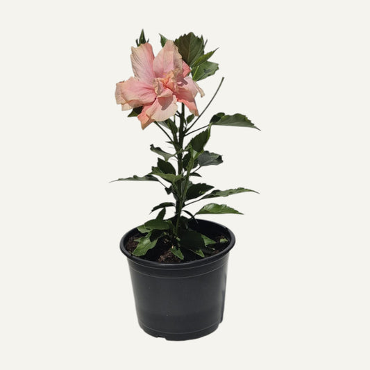 Hibiscus Roz Batut