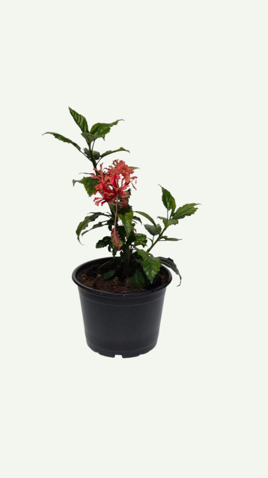 Hibiscus Schizopetalus
